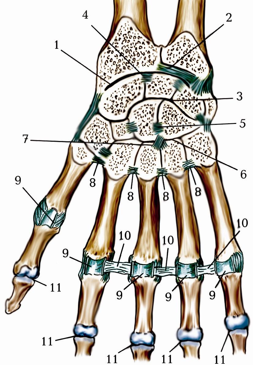 З’єднання кiсток кистi мiж собою і з кiстками передплiччя.