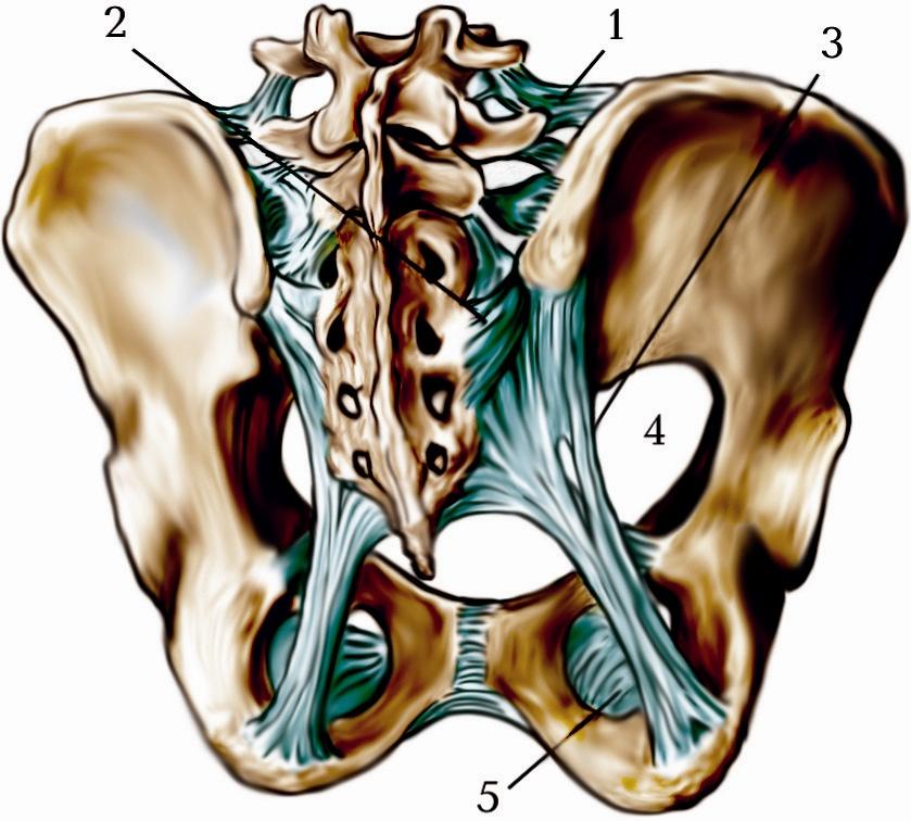 з’єднання кiсток тазовового пояса