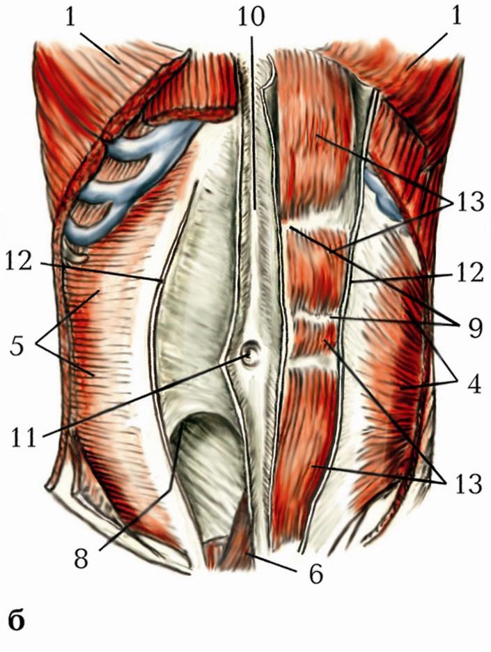 М’язи живота (mm. Abdominis)