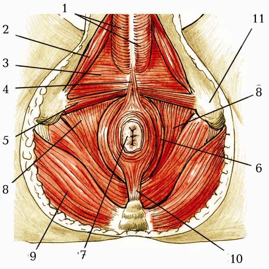Промежина. Фасції промежини.
