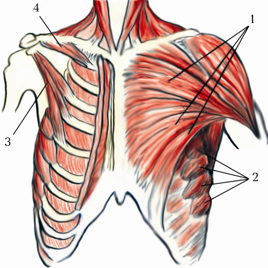 М’язи грудної клітки