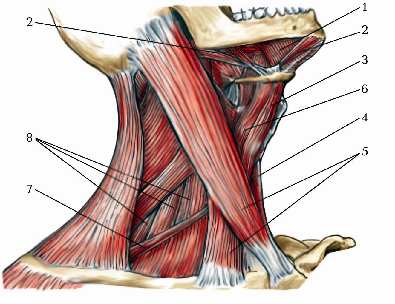 М’язи шиї (mm. Coli)