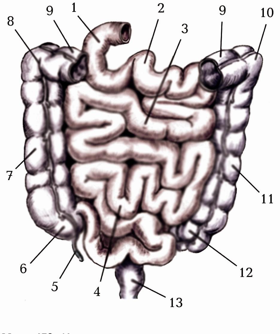 Мал. 149. Товста кишка, поперечна ободова кишка (фрагмент):