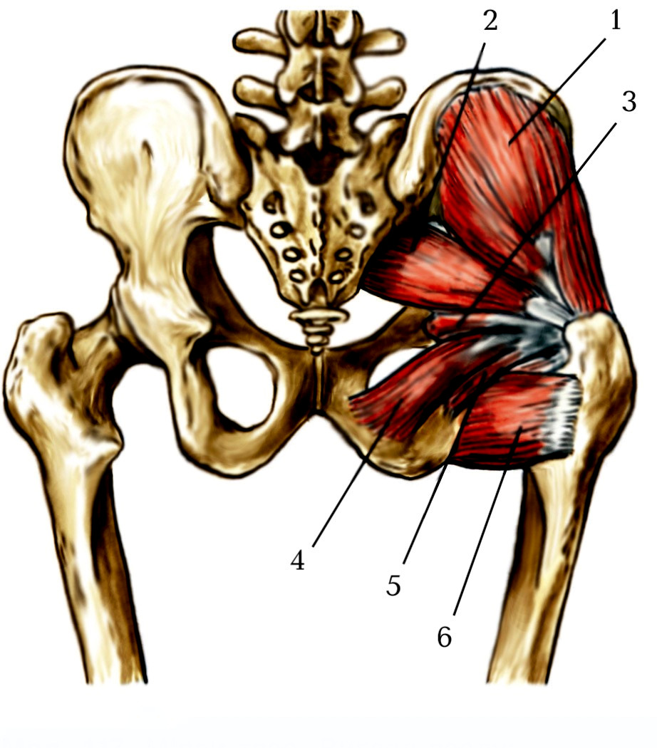 М’язи нижньої кiнцiвки (musculi membri іnferioris)