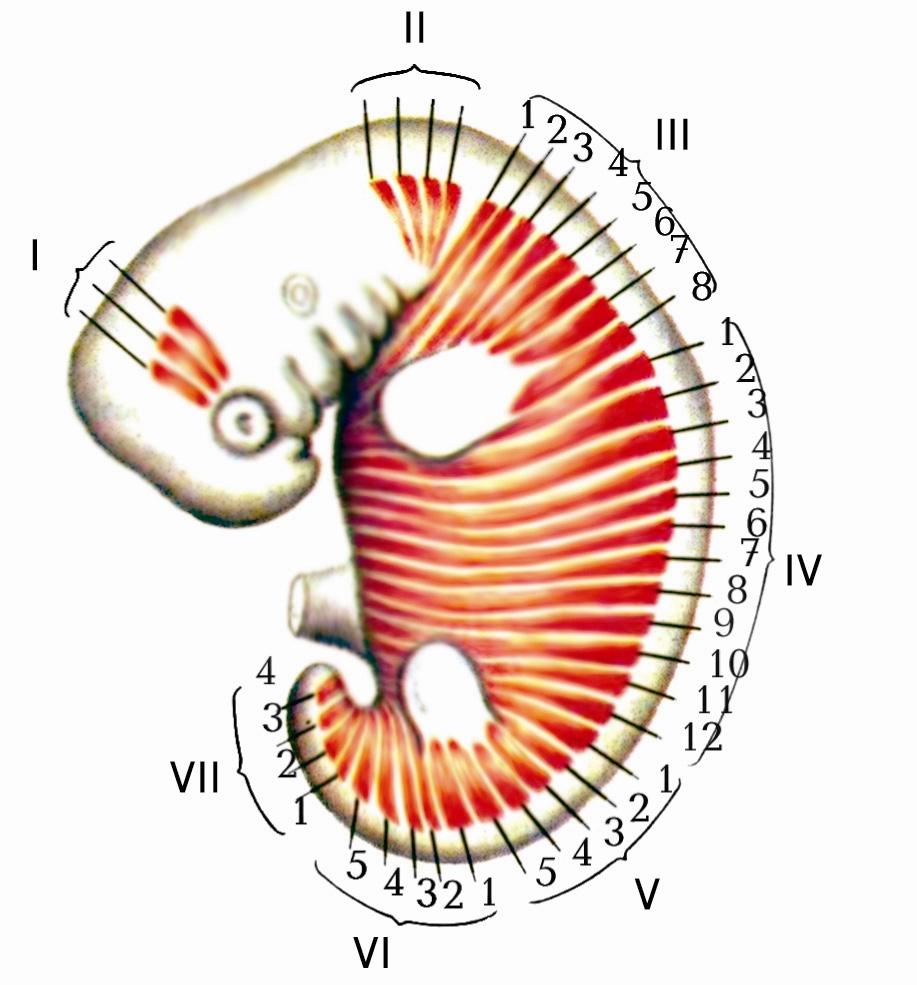 Мал. 87. Схема сегментарного розташування міотомів скелетних м’язів 4–тижневого ембріона людини.
