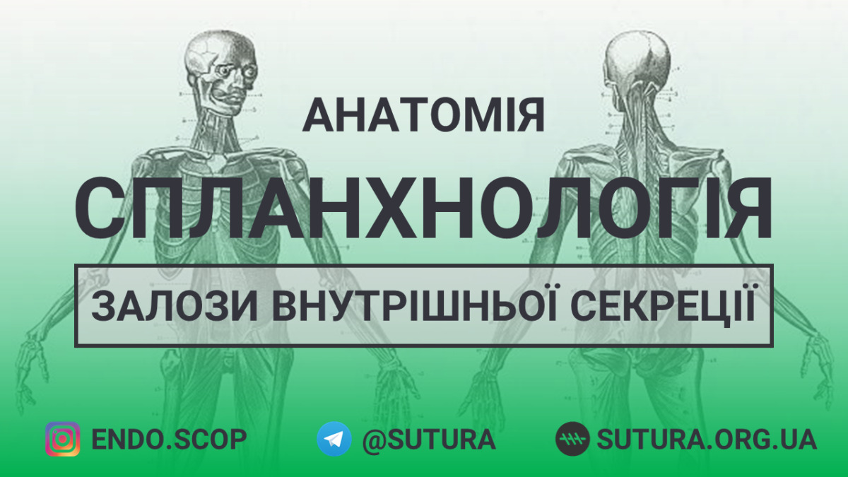 Анатомія людини - Залози внутрішньої секреції