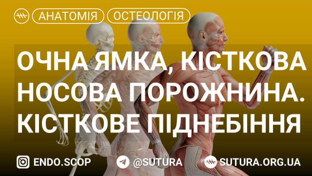 Очна ямка, кісткова носова порожнина. Кісткове піднебіння