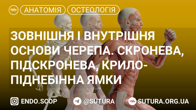 Зовнішня і внутрішня основи черепа. Скронева, підскронева, крило-піднебінна ямки