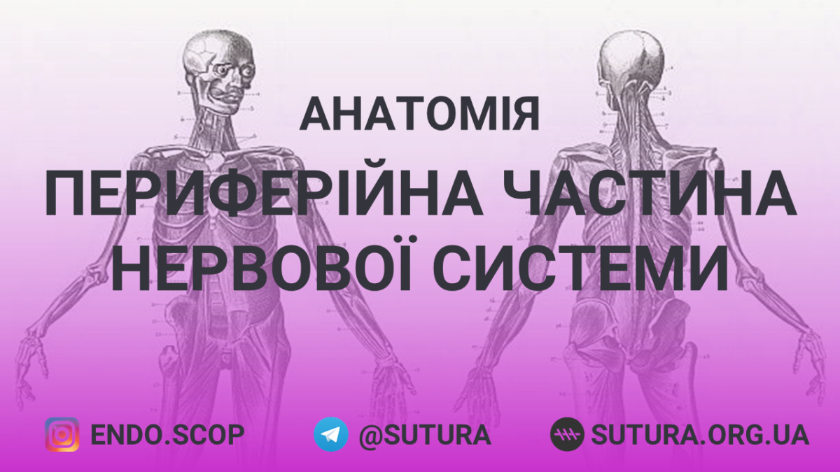 Анатомія людини - Периферійна частина нервової системи