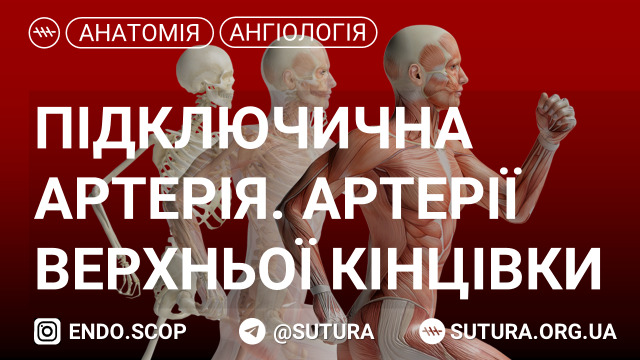 Анатомія підключичної артерії Артерії верхньої кінцівки