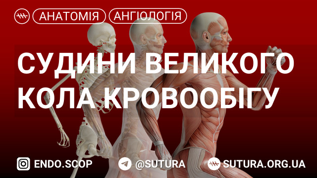 Анатомія судин великого кола кровообігу. Загальна сонна артерія. Зовнішня сонна артерія