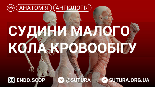 Анатомія судинмалого кола кровообігу