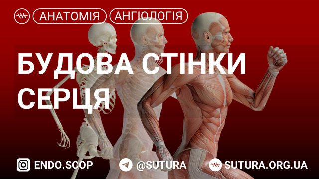 Будова стінки серця. Кровопостачання і іннервація серця. Топографічні межі серця