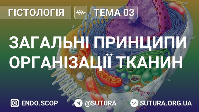 Загальні принципи організації тканин