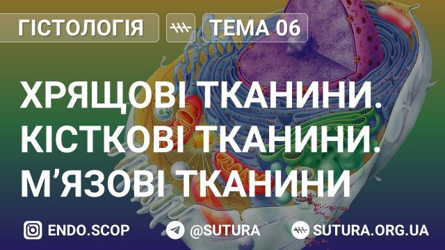 Хрящові тканини. Кісткові тканини. М’язові тканини