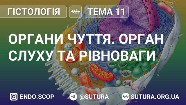 Органи чуття. Орган слуху та рівноваги