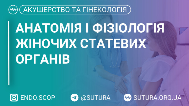 Клінічна анатомія і фізіологія жіночих статевих органів