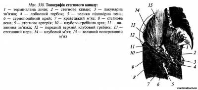 Передня стегнова ділянка