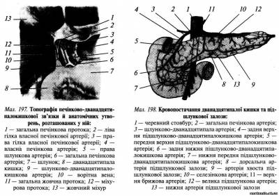 Дванадцятипала кишка