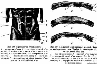 Передньобічна стінка живота Передньобічна стінка живота