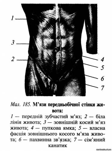 Передньобічна стінка живота Передньобічна стінка живота