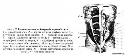 Передньобічна стінка живота Передньобічна стінка живота
