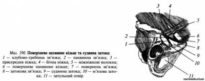 Передньобічна стінка живота Передньобічна стінка живота