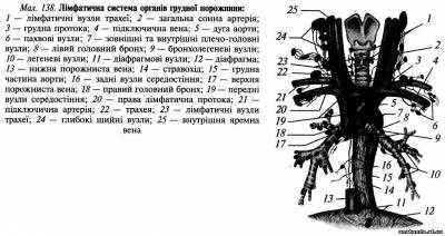 Органи заднього середостіння