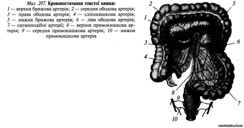 Кровопостачання товстої кишки