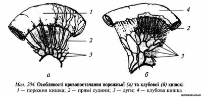 Тонка кишка