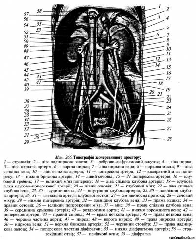 Заочеревинний простір