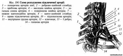 Бічний трикутник шиї