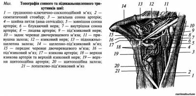 Ділянки шиї. Надпід'язикова ділянка