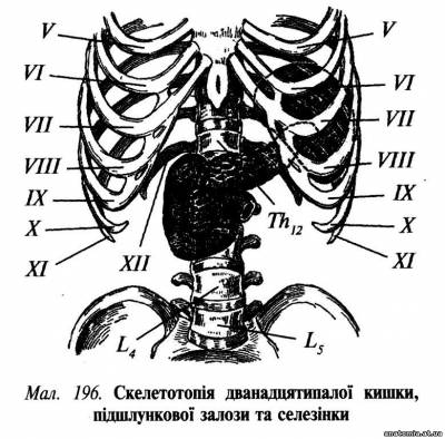 Дванадцятипала кишка