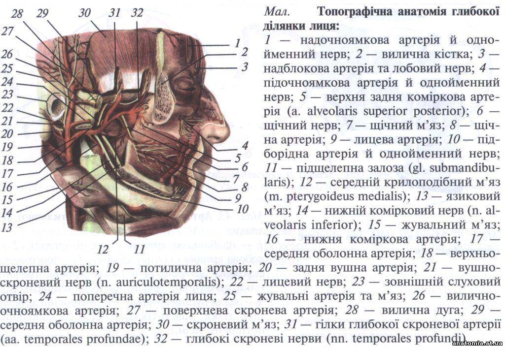 Глибока ділянка лиця