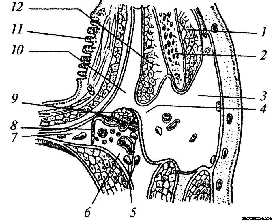 Клітковинні простори лиця