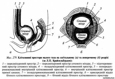 Клітковинні простори таза