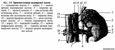 Надниркові залози