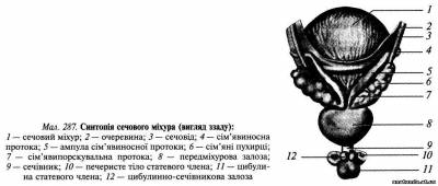 Органи малого таза. Сечовий міхур