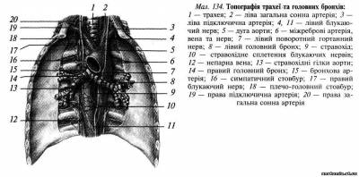 Органи переднього середостіння