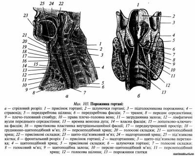 Органи шиї. Гортань Органи шиї. Гортань