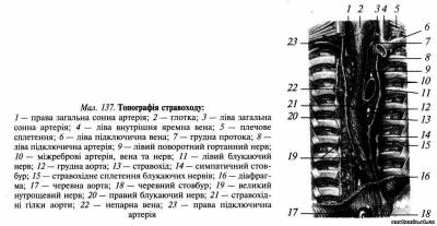 Органи заднього середостіння