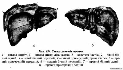 Печінка