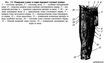 Передня стегнова ділянка