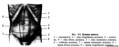 Передньобічна стінка живота Передньобічна стінка живота