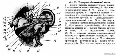 Підшлункова залоза