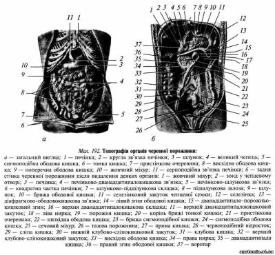 Поділ очеревинної порожнини на поверхи Поділ очеревинної порожнини на поверхи