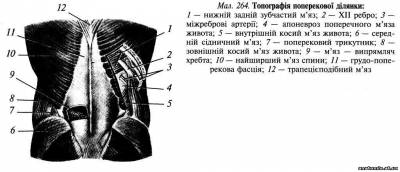 Поперекова ділянка