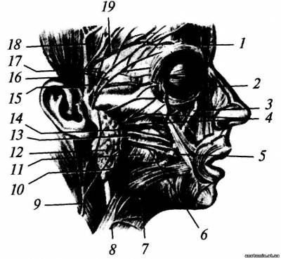 Привушно-жувальна ділянка Привушно-жувальна ділянка