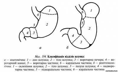 Шлунок (gaster)